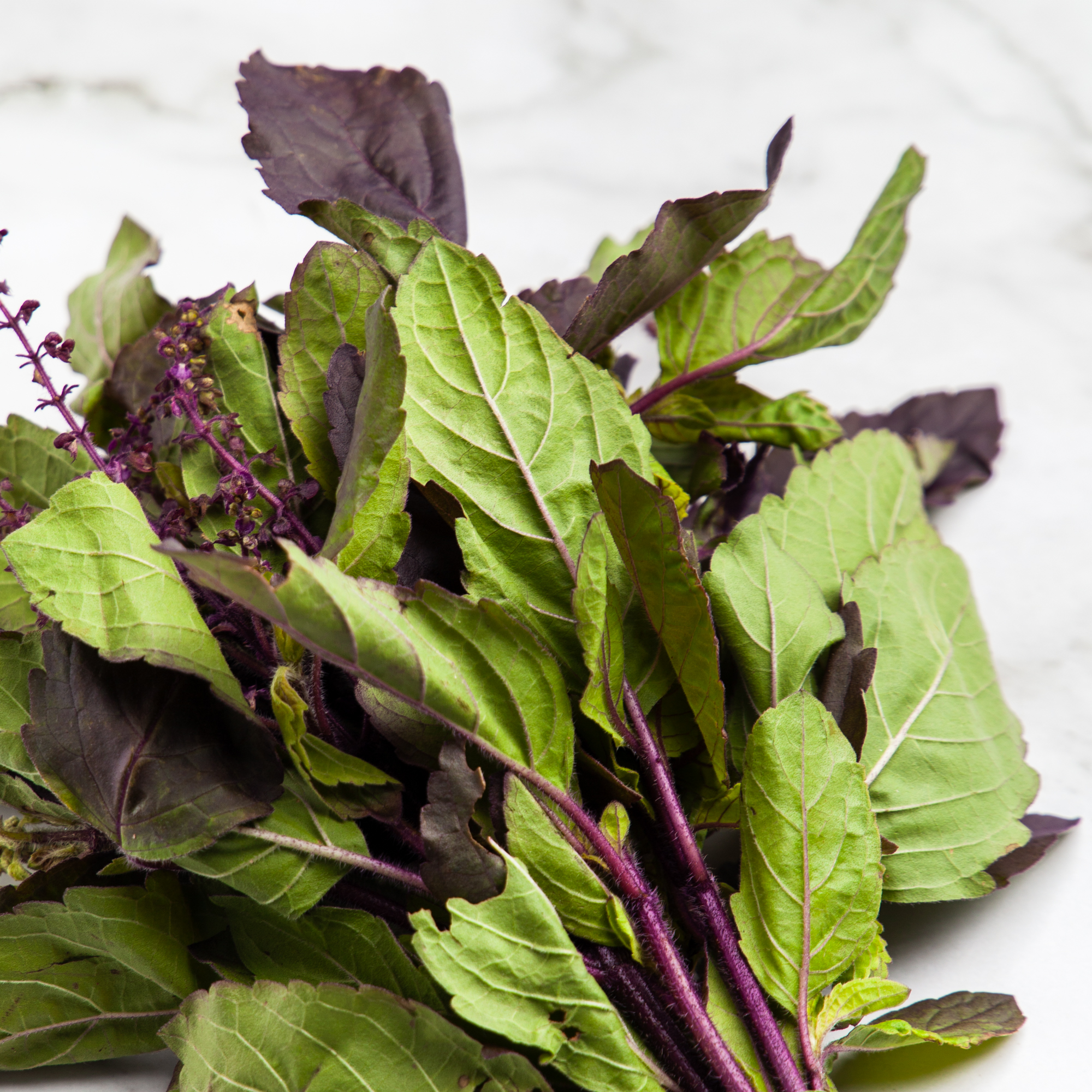 Organic Red Holy Basil